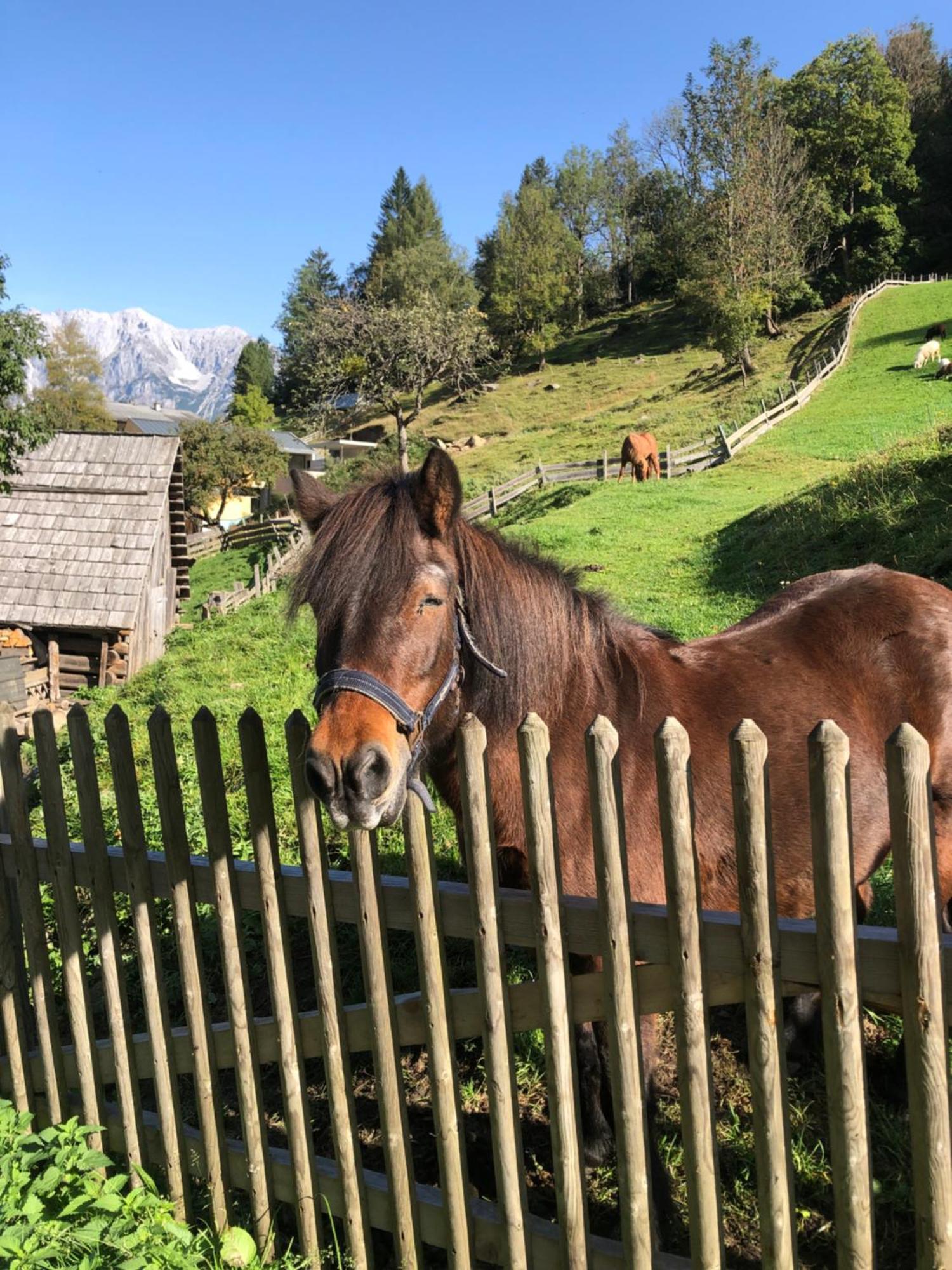 Auerhof Villa Schladming Buitenkant foto