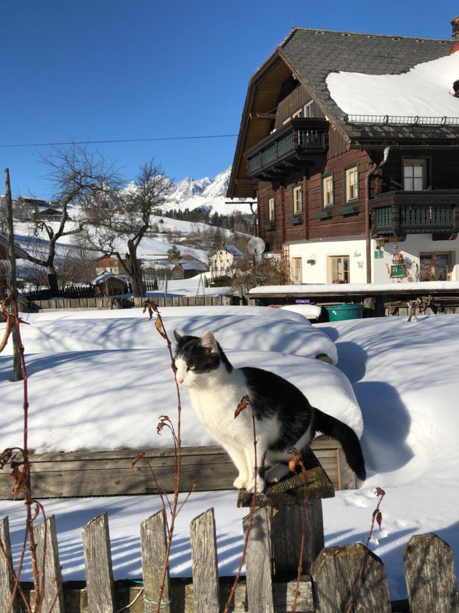 Auerhof Villa Schladming Buitenkant foto
