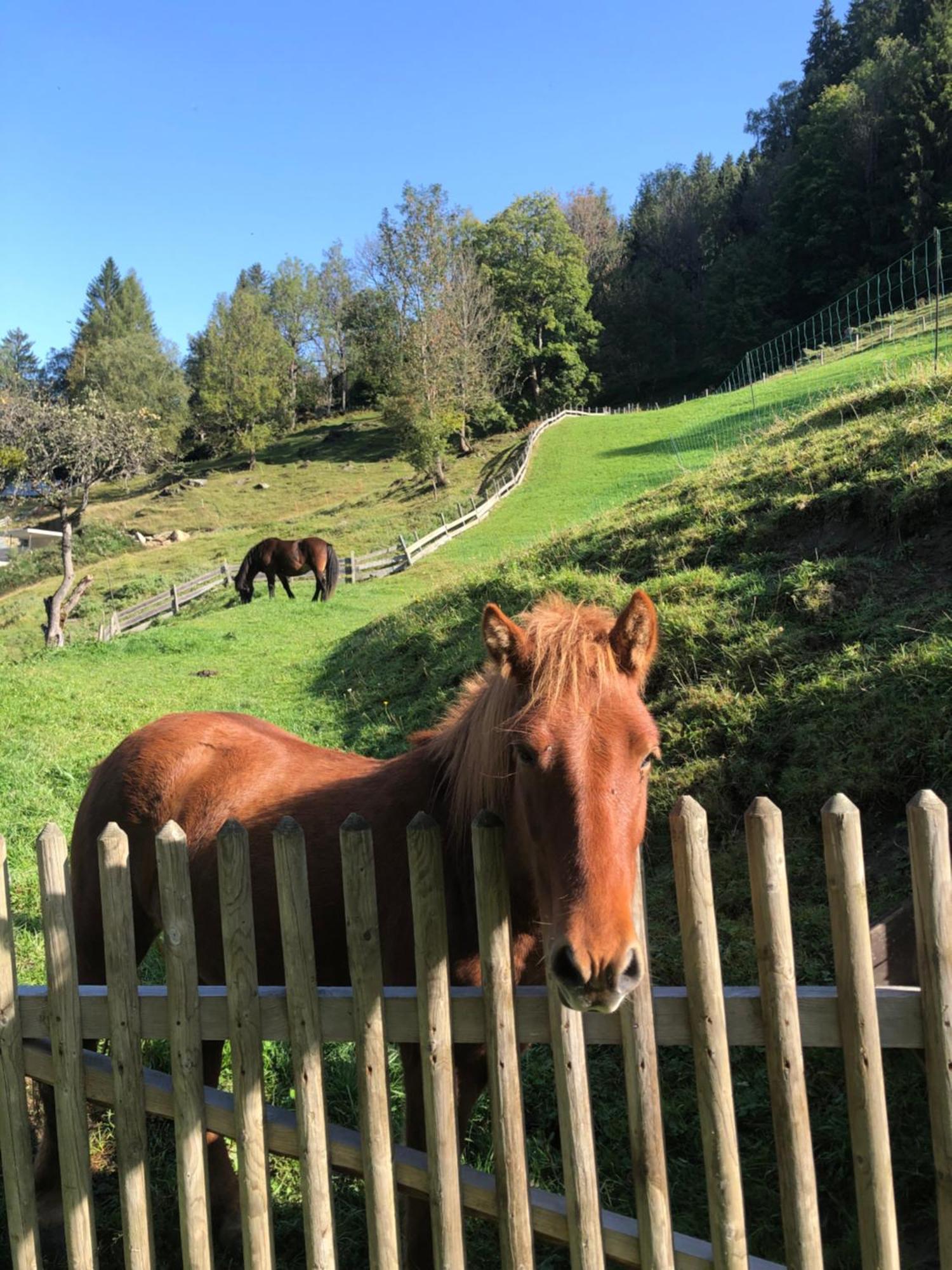 Auerhof Villa Schladming Buitenkant foto