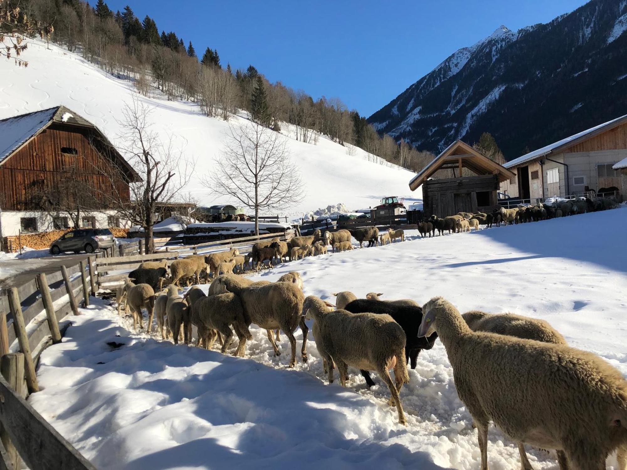 Auerhof Villa Schladming Buitenkant foto